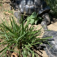 Plow & Hearth Tortoise Family Resin Garden Accents Statue